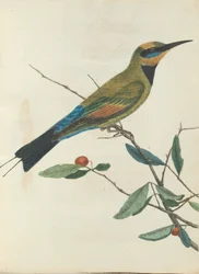 Levin, John. Uuden Etelä -Walesin linnut luonnonhistoriansa kanssa. Sydney- G.Howe ...